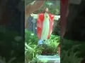 Download Lagu KADAVUL ULLAME ORU KARUNAI ILAAME...