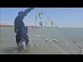 Download Lagu CARDUMES DE PESCADINHAS NOS IGARAPÉS. 