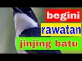 Lagu perawatan burung jingjing batu bahan