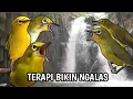 Download Lagu TERAPI PLECI BIKIN CEPAT NGALAS