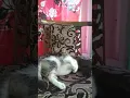 Download Lagu Mandi kucing cukup jilat jilat bersih dah...