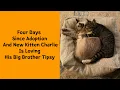 Download Lagu From Shelters To Smiles: 50 Rescue Pet Photos That Melt Hearts