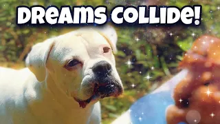 When Dogs Dream Together 💤 (PLUS How I Filmed It!)