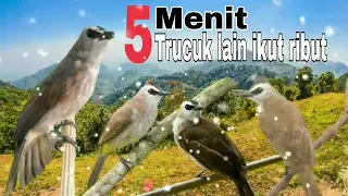 Download 5 menit Trucuk langsung gacor MP3