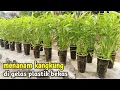 Lagu Menanam kangkung di gelas plastik