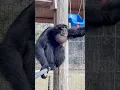 Download Lagu Sounds of siamangs.. #siamang #primate #animals #sanctuary #apes