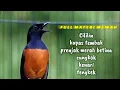 Murai batu gacor full isian cililin,kapastembak,kenari,dll.cocok untuk masteran dan pancingan.