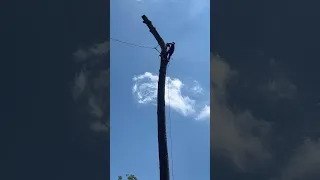 Hundred Foot Tall Tree Removal #shorts #pine #chainsawman #texas #houston