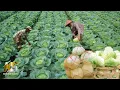 Lagu pertanian sayur kubis modern di Australia - modern cabbage farming in Australia