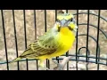 Lagu Irama Suara Burung Mozambik Gak Mau Diam  (yellow fronted) canary Serinus mozambicus