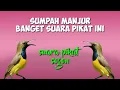 Download Lagu Suerrrr..❗Suara pikat burung sogon ini sangat ampuh
