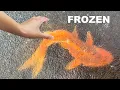 Download Lagu SAVING Rare Koi From Freezing Ice Water