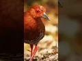 Download Lagu pikat tikusan mata merah #burung #pikat #viral
