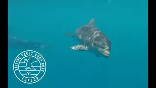 Swimming with WILD DOLPHINS in PARADISE! (Sailing Ruby Rose) Ep 14