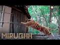 Download Lagu Mirugaa Movie Scenes | Srikanth is favorably impressed by Lakshmi | Srikanth | Raai Laxmi