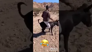 مواقف مضحكة مع الحمار 