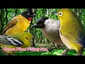 Download Lagu SUARA PIKAT BURUNG CIPOH. KUTILANG EMAS. PLECI. KUTILANG. TERBAIK..