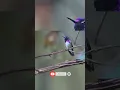 Lagu Cute hummingbird playing. #viral #trending #shorts #cute #animal