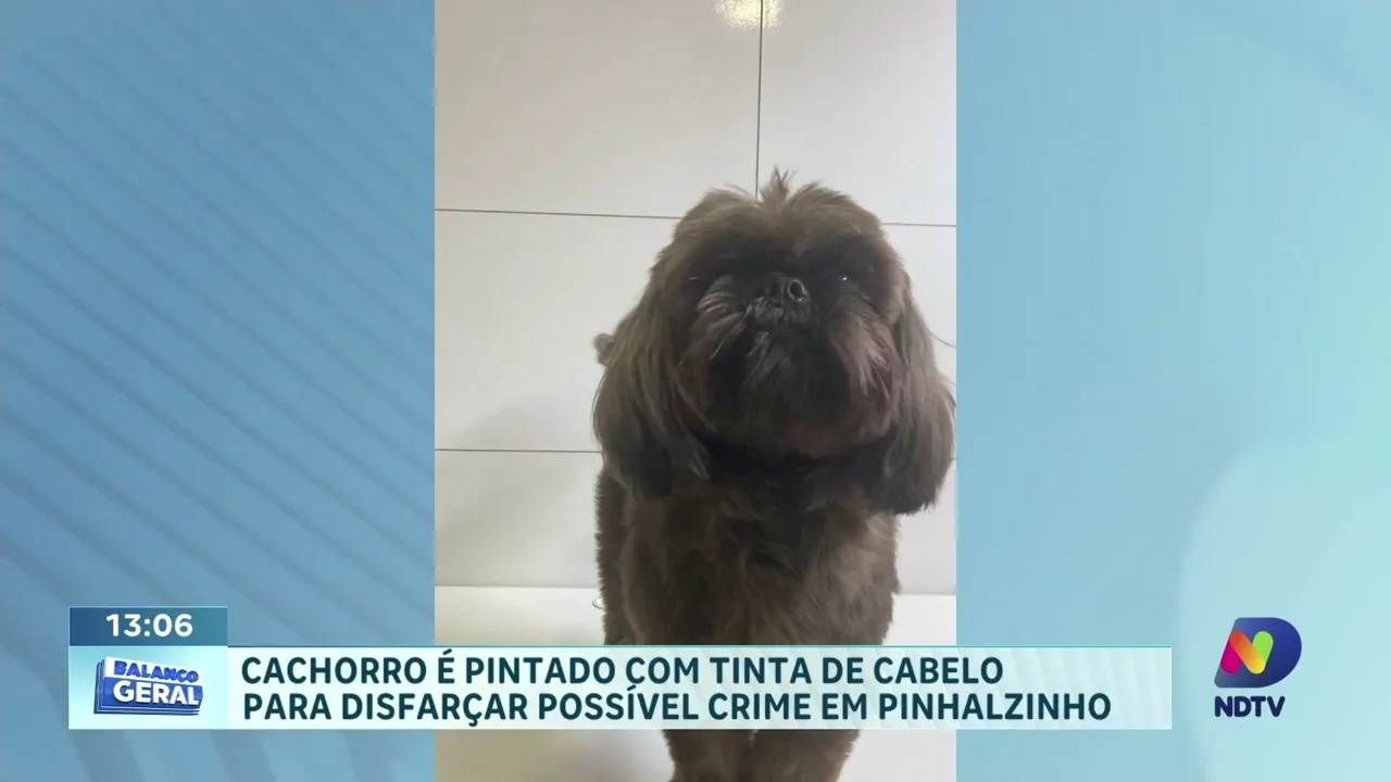 Cachorro pintado com tinta de cabelo em Pinhalzinho: polícia investiga possível crime