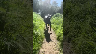 Action shot lol #Fyp #fypシ #pets #doberman #dream