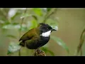 Download Lagu Whipbird sounds