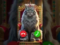 Lagu Sultan is calling #ai #ringtone #ring #cat #catlover #cats #colors #funny #viralshorts