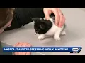 NH SPCA expects to see spring surge in kittens
