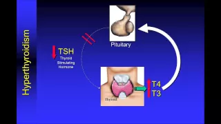 Understanding Thyroid Function Tests