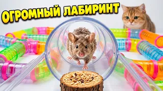 ПОСТРОИЛИ ОГРОМНЫЙ ЛАБИРИНТ! Сможет ли мышонок Хьюи найти выход?