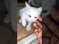 Download Lagu She lets me scratch him until he grows up #kitten #cats