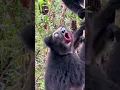 Download Lagu The funny singing of lemurs captured on camera #singing #funny #animal