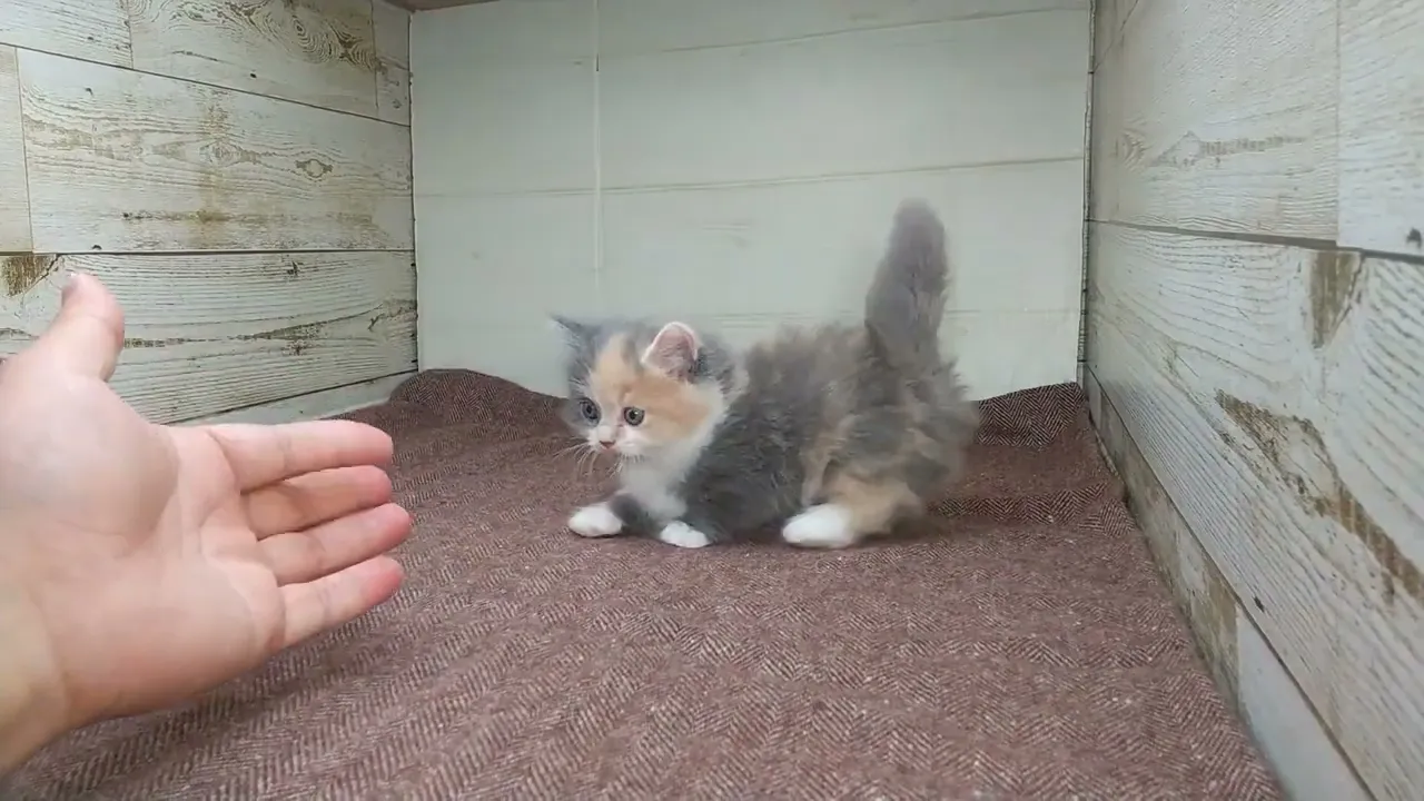 動画