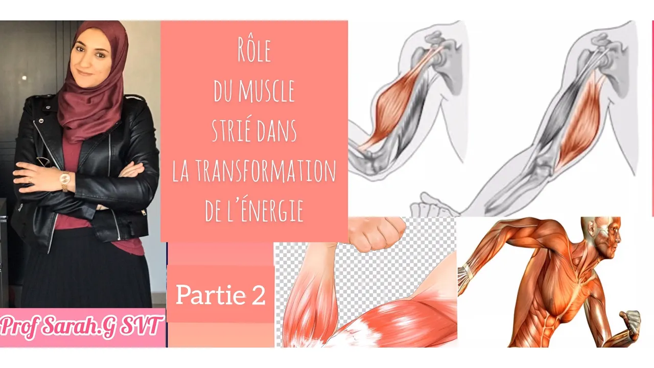 Unité1/chapitre2:Rôle du muscle squelettique strié ds la transformation de l’énergie. « partie 2 »