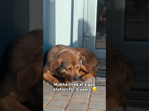 She Spent 6 Years at a Gas Station… 💔 #dogrescue #adoptstrays #animalrescue #shelter #rescue