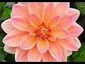 ISAIAH 64 - CHRISTMIX OF CALEB GORDON - BY MY SIDE (FOREVER BE)