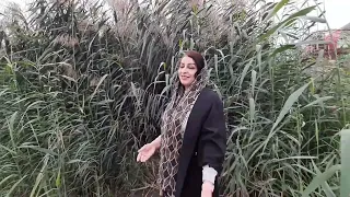 موزیک تا سر گردنه ناز تو پیدا میشه تو کوچه پنجره ها وامیشه موسیقی مریم افتخاری موزیک موزیک جدید 