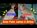 Lagu Membedakan Puter Jantan dan Betina