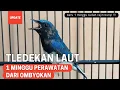 Lagu REVIEW TLEDEKAN LAUT HASIL OMBYOKAN SETELAH 1 MINGGU PERAWATAN❗
