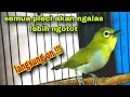 Download Lagu Pleci Ngalas Ngotot Buat Pancingan Pleci Lain Agar Cepat Nembak