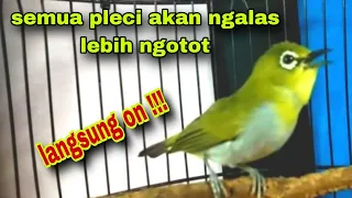 Download Pleci Ngalas Ngotot Buat Pancingan Pleci Lain Agar Cepat Nembak MP3