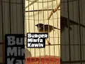 Download Lagu Burung gereja minta kawin #muraibatu #masteranburung #isianmuraibatu