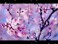 Download Lagu Healing Chinese ZEN music of Anxiety \u0026 Stress  - To pacify the body \u0026 Mind   Relax Music