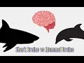 Shark Brains vs Mammal Brains