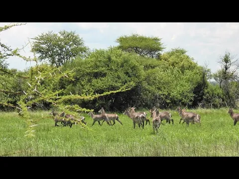 Download MP3 2248ha Private Wildlife Reserve For Sale South Africa