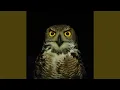Download Lagu Owls and Wolf - Relaxing Night Sounds - Help to Sleep