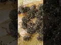 Stink bugs run away like crazy if you do THIS