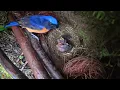 Download Lagu The cuckoo is inherently bad—while the chicks were sleeping quietly, it suddenly pushed them awake