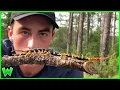 Lagu America's Most Venomous Centipede - The Silent Specter of Louisiana (ft. Life's Wild Adventures)