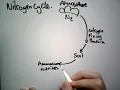 Nitrogen Cycle GCSE