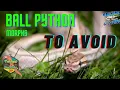 What Ball Pythons Should You Avoid